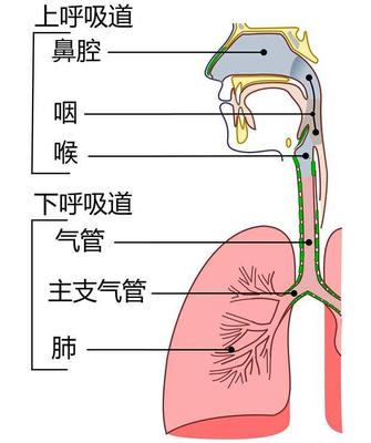 咳嗽和慢性支气管炎的按摩手法